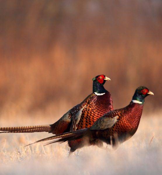 Pheasant and Game produce